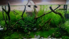 Kolejne Nature Aquarium mojego wykonania :)