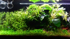 80l - Makallele