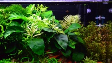 80l - Makallele