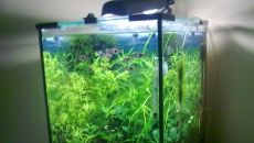35l - Zielono mi - Artur P