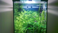 35l - Zielono mi - Artur P