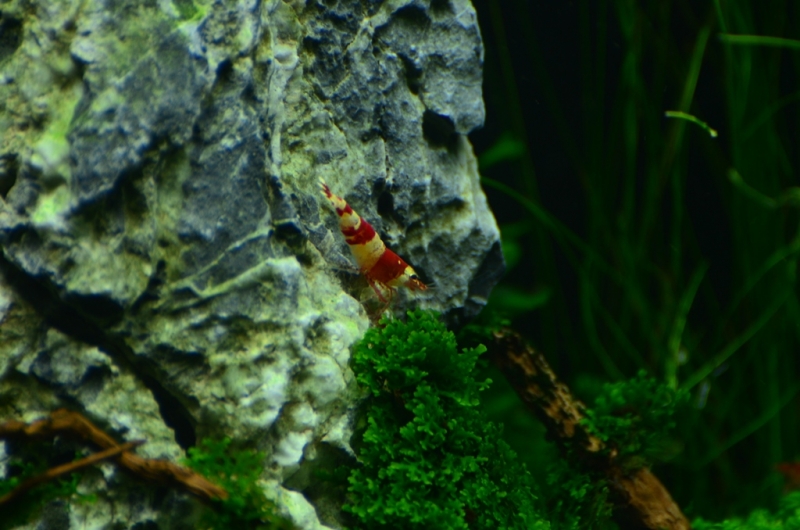DSC_1096.JPG