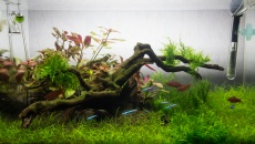 45 L - Andrzej F. - Sunshine Valley