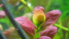 Cuphea anagalloidea - Rotala araguaia