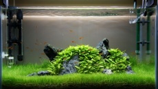 63l - Iwagumi - Marcin Gilarski
