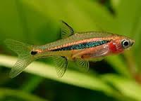 rasbora urophthalmoides.jpg