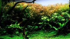 180l - Hands of Treebeard - Piotrek
