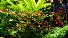 250l - Mateusz J