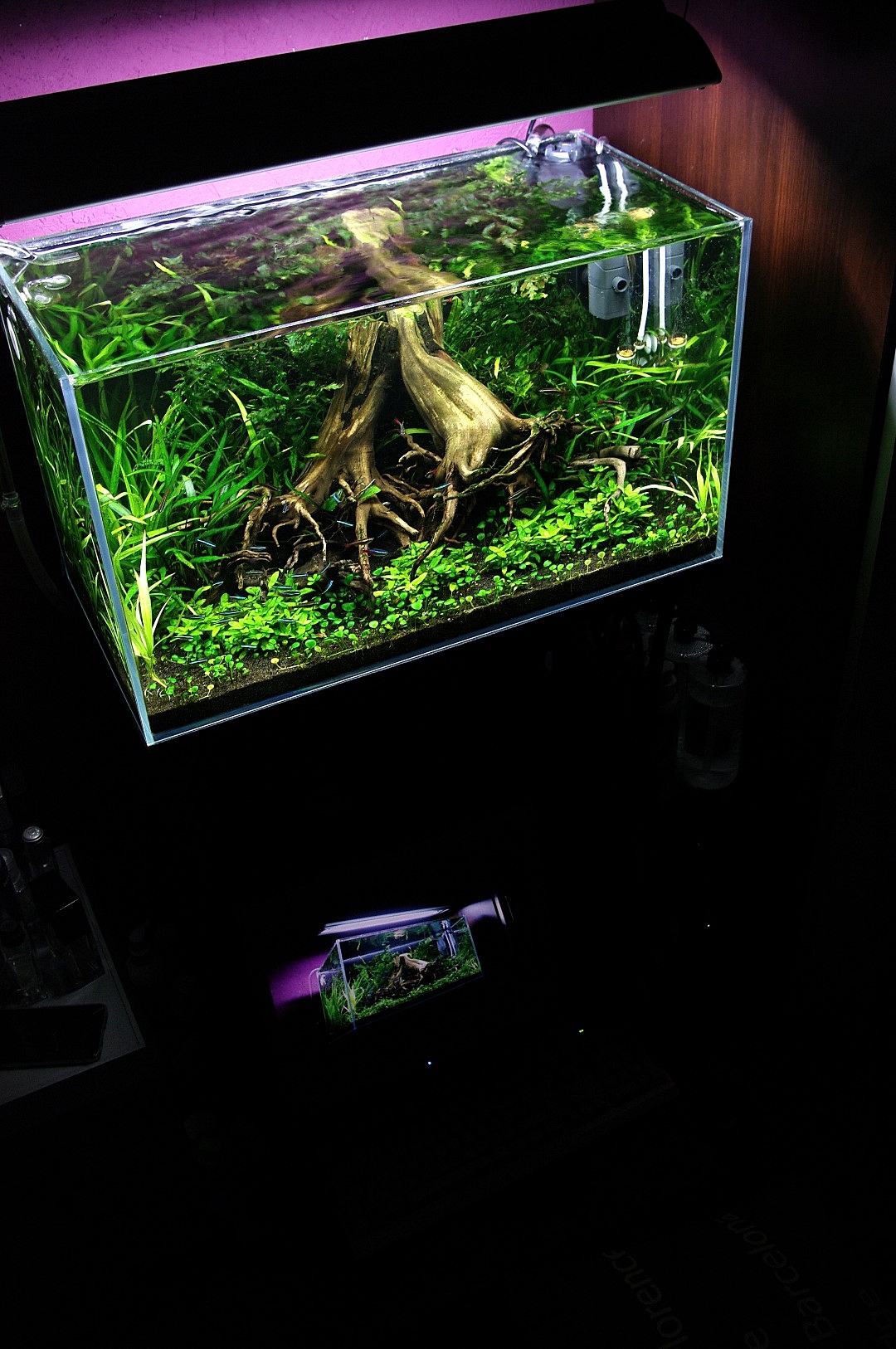 IMGP7720 (Large).JPG