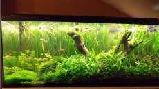 240l - Roślinne - N_o_r_e_k1