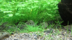 Eleocharis sp. 'mini'