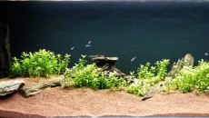 200l - Panoramic Aquarium - Artur Żywy