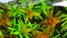 Jaka to rotala?