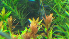Jaka to rotala?