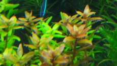 Jaka to rotala?