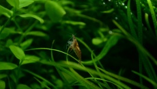 80l - Makallele