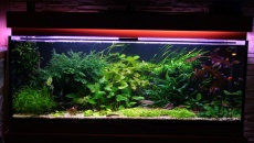450l - BN/T - obione81
