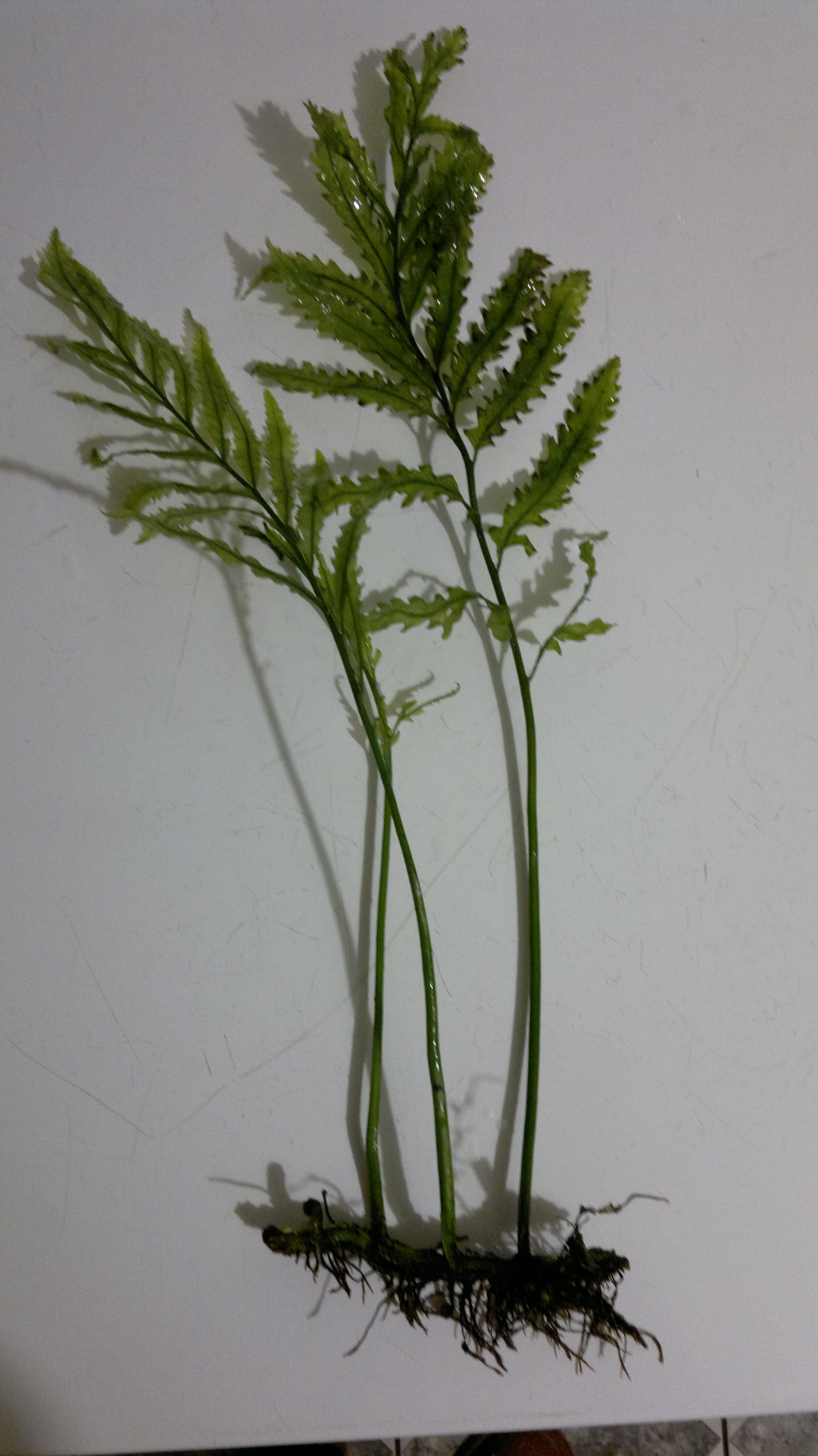 2014-02-05-093.jpg