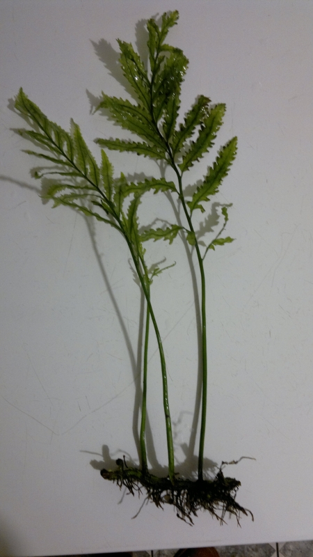 2014-02-05-093.jpg