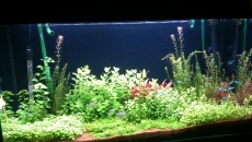 200l - Zielono Mi Loel