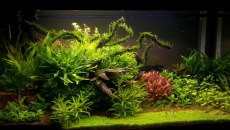 112l - Tree on a slope -  Hanyss