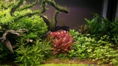 112l - Tree on a slope -  Hanyss