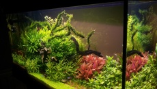 112l - Tree on a slope -  Hanyss