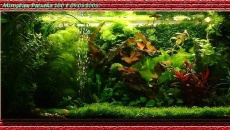 200l - Mirek Patucha