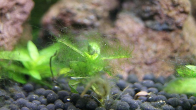 Glon4.jpg