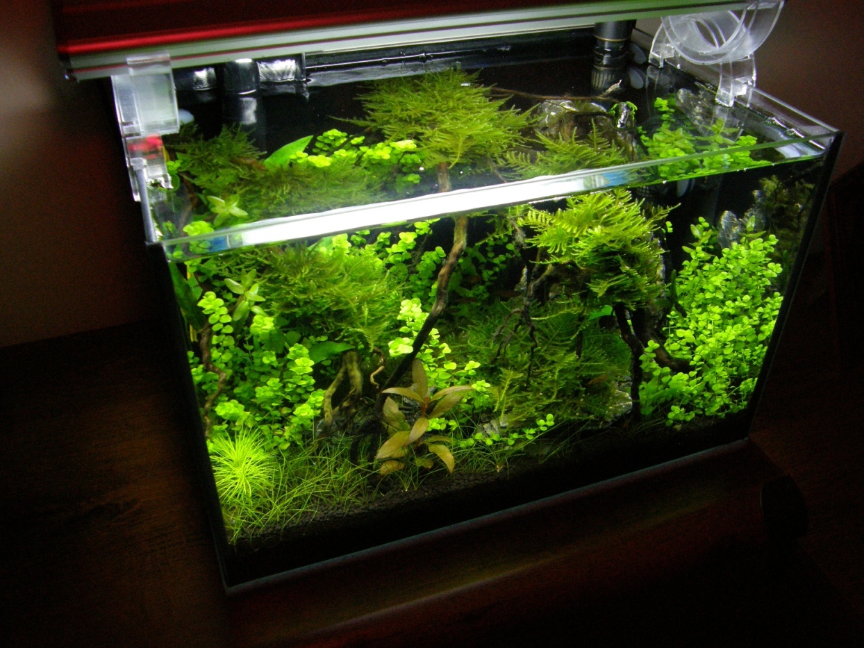 krewetkarium 25l.jpg