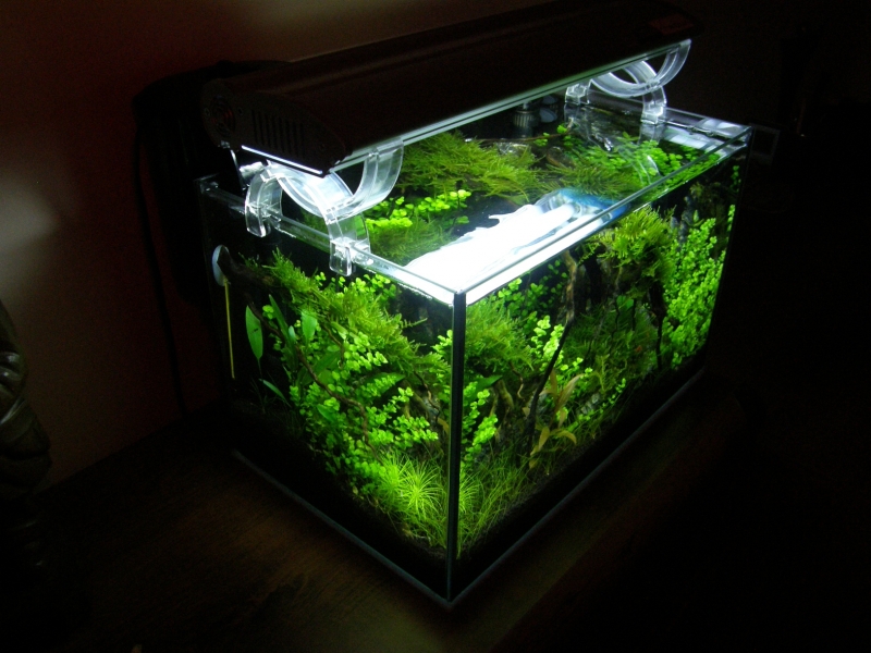 krewetkarium 25l..jpg