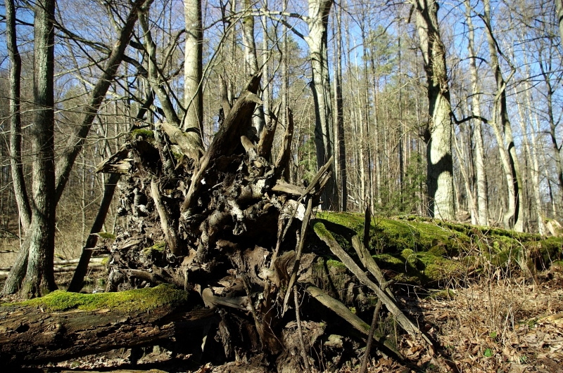 IMGP8154 (Large).JPG