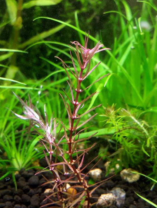 rotala-mexicana-red.jpg