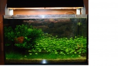 45l -  zielona łuna
