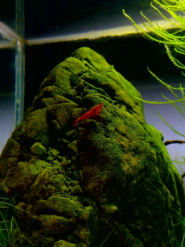 20140401392.jpg
