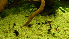 112l - BN/T - Zagazowany Low Tech