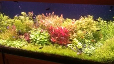 Amazonia vs Pro Soil