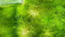 Myriophyllum mattogrossense