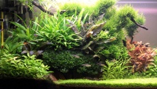 112l - Tree on a slope -  Hanyss