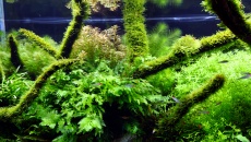 Kolejne Nature Aquarium mojego wykonania :)