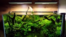 Kolejne Nature Aquarium mojego wykonania :)
