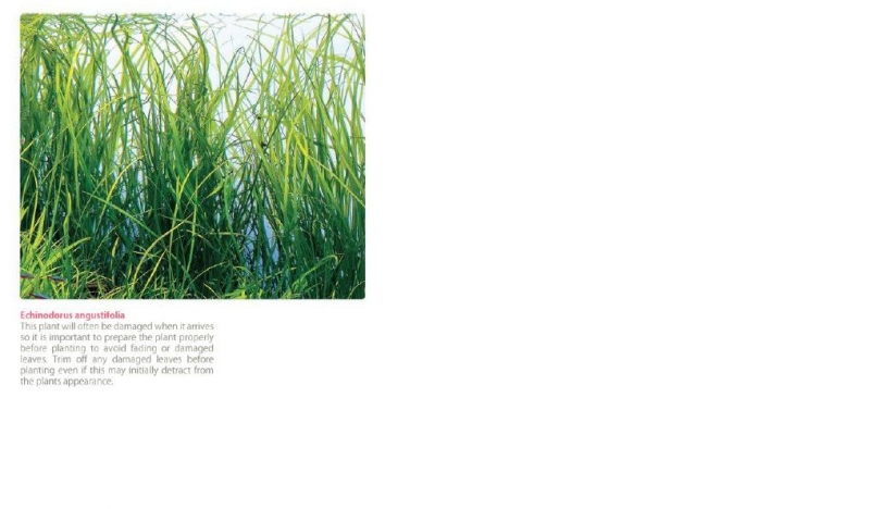 echinodorus 3.JPG