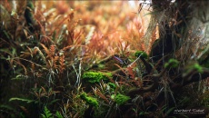 The International Aquatic Plants Layout Contest 2014