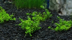 54l - Green Time