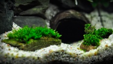 20l - Norka pod pagórkiem