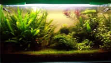 128l - In the Grass