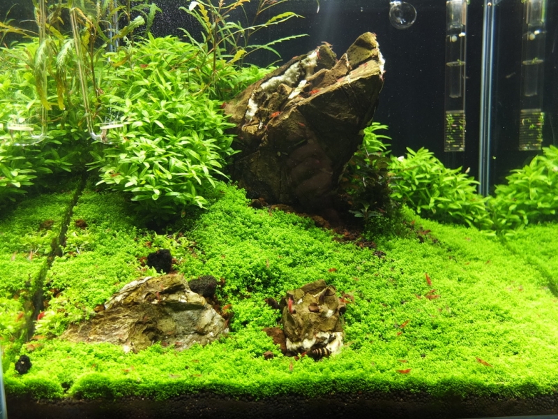 DSCF1184-001.JPG