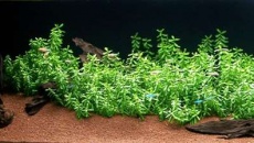 200l - Panoramic Aquarium - Artur Żywy