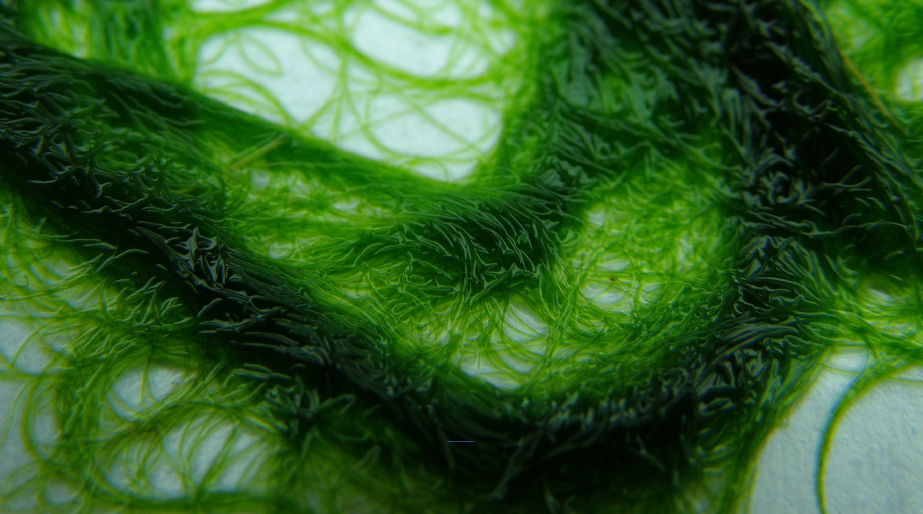 Rhizoclonium 1.jpg