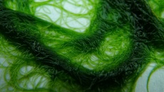Rhizoclonium nitkowate - geneza i walka!